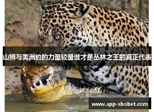 山狮与美洲豹的力量较量谁才是丛林之王的真正代表